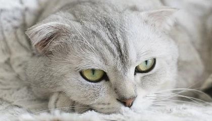 九游下载电脑版官网-世纪之战:经典对抗的“重现”,激发新一波篮球热潮,世纪之战足球